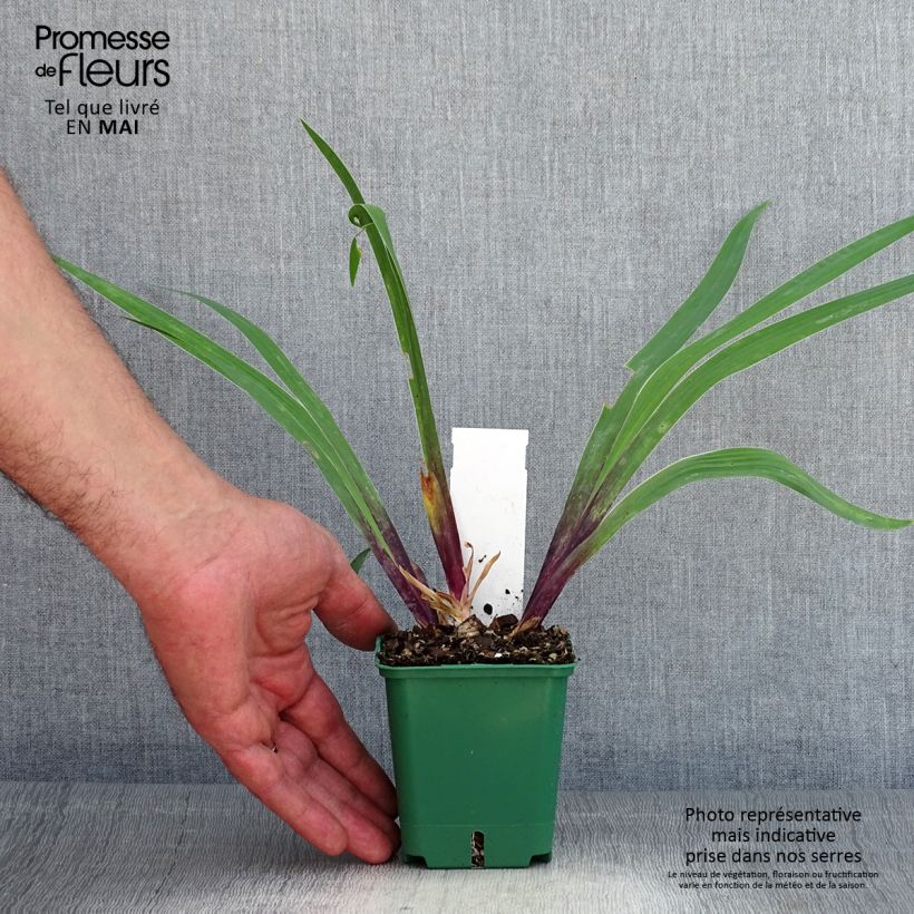 Exemplaar van Iris germanica Stellata - Baardiris Kweekpotje van 8/9 cm zoals geleverd in de lente