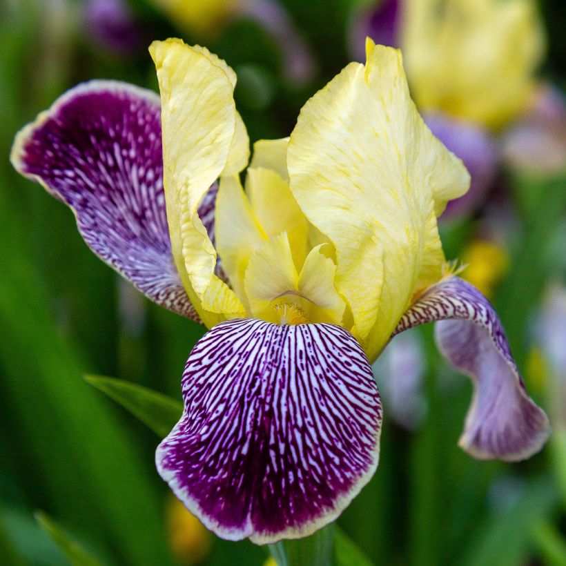 Iris germanica Stellata - Baardiris (Bloei)