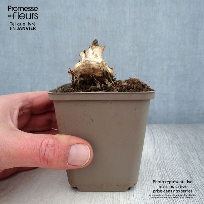 Exemplaar van Iris germanica Storm Center - Iris des Jardins Godet de 8/9 cm, Calibre 4/6 zoals geleverd in de winter