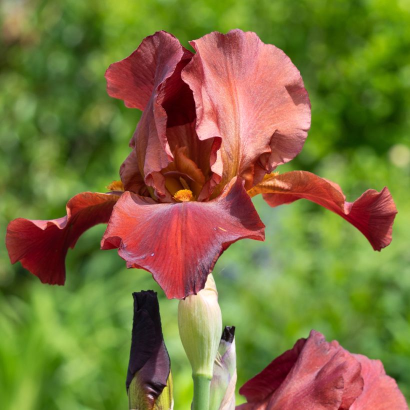 Iris germanica Sultan's Palace - Baardiris (Bloei)