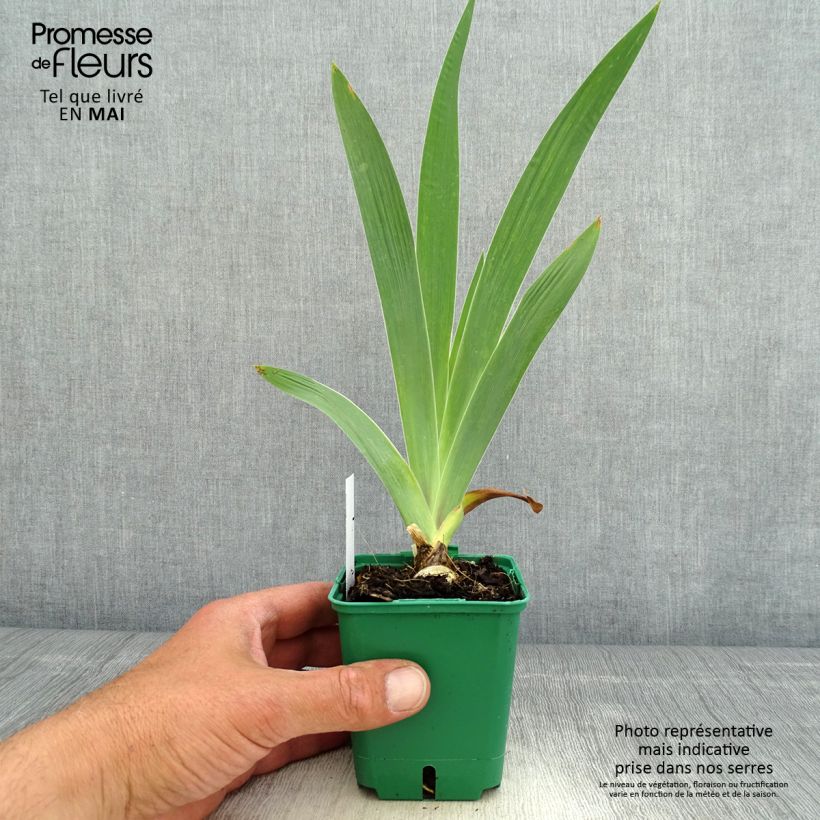 Exemplaar van Iris germanica Sultan's Palace - Baardiris Kweekpotje van 8/9 cm zoals geleverd in de lente