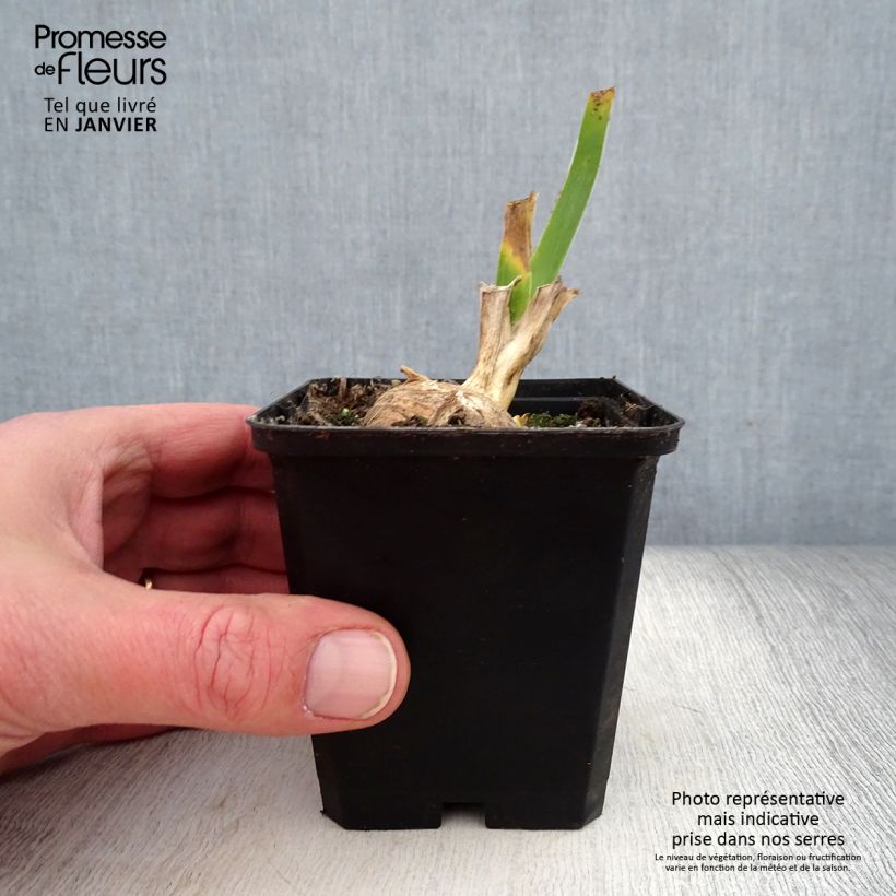 Exemplaar van Iris germanica Sunset Sky - Iris des Jardins Godet de 8/9 cm, Calibre 4/6 zoals geleverd in de winter