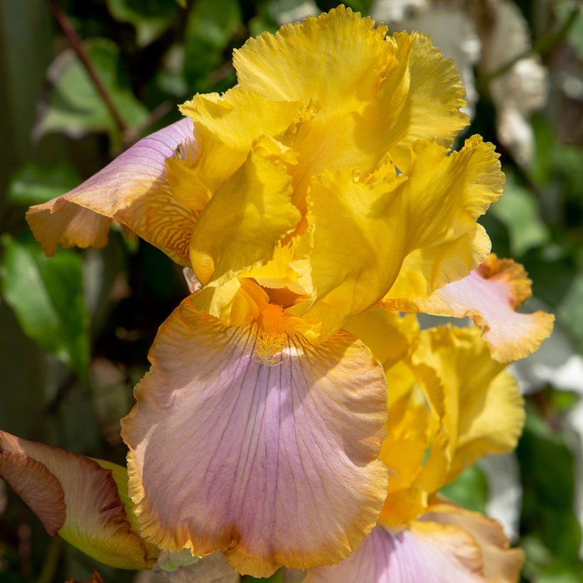 Iris germanica Sunset Sky - Baardiris (Bloei)
