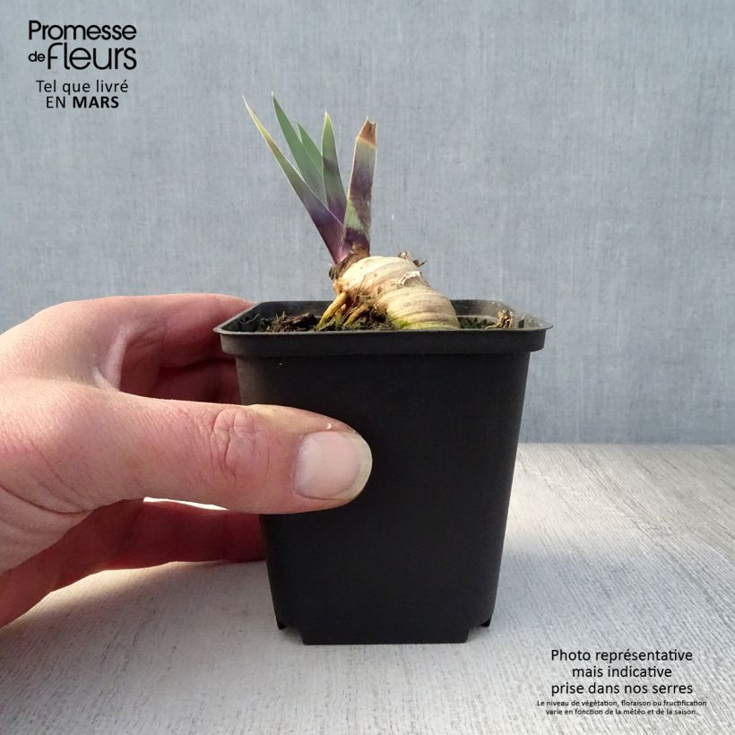 Exemplaar van Iris germanica Thornbird - Baardiris Kweekpotje van 8/9 cm zoals geleverd in de lente