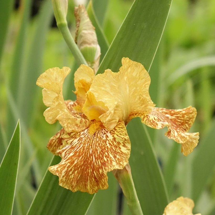 Iris germanica Tiger Honey - Baardiris (Bloei)