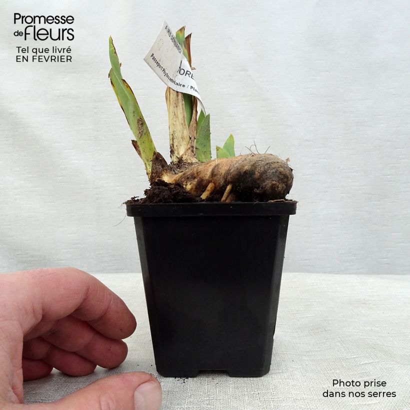 Exemplaar van Iris germanica Torero - Baardiris Kweekpotje van 8/9 cm zoals geleverd in de winter