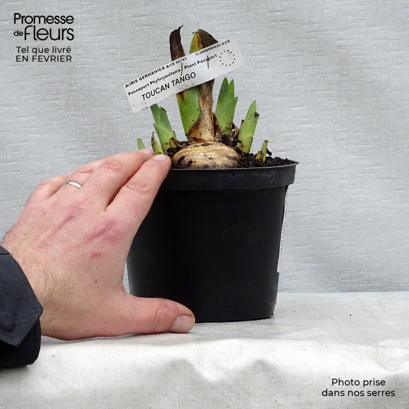 Exemplaar van Iris germanica Toucan Tango - Baardiris Kweekpotje van 8/9 cm zoals geleverd in de winter