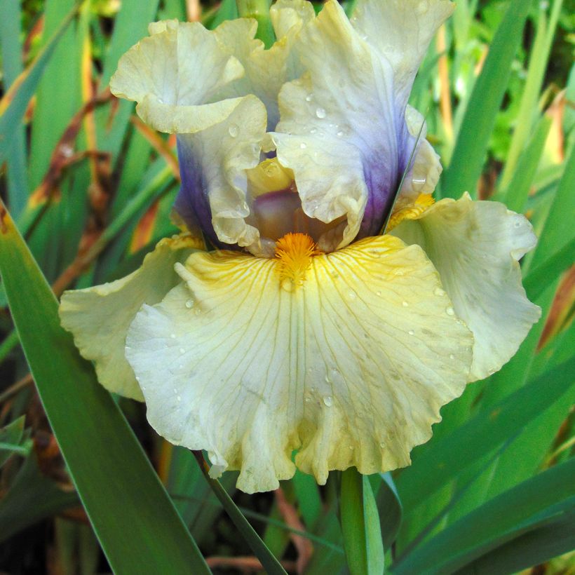 Iris germanica Trade Secret - Baardiris (Bloei)