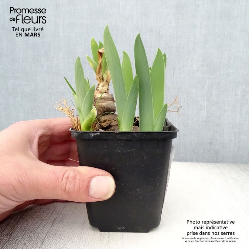 Exemplaar van Iris germanica Urluberlu - Baardiris Kweekpotje van 8/9 cm zoals geleverd in de lente