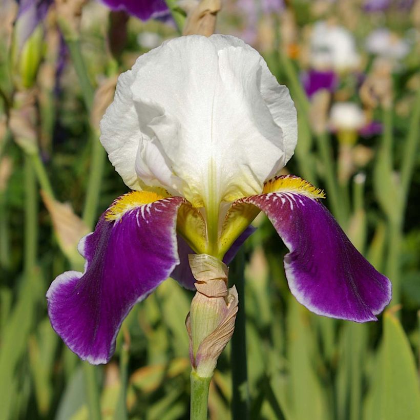 Iris germanica Wabash - Baardiris (Bloei)