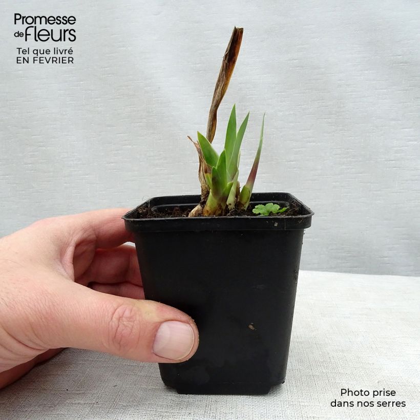Exemplaar van Iris germanica Wabash - Baardiris Kweekpotje van 8/9 cm zoals geleverd in de winter