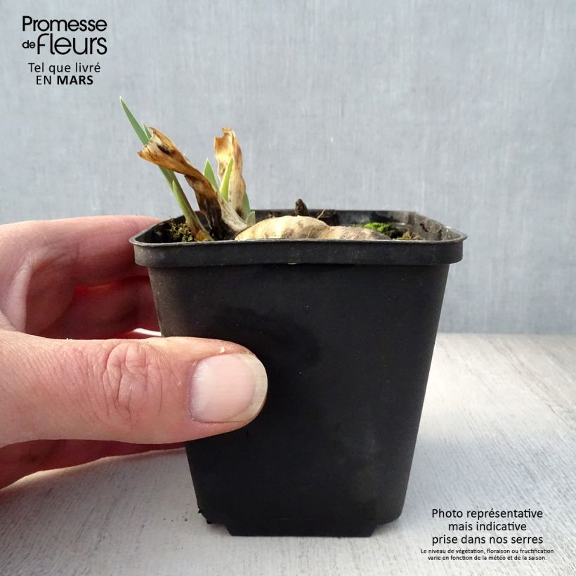 Exemplaar van Iris germanica Wabash - Baardiris Kweekpotje van 8/9 cm zoals geleverd in de lente