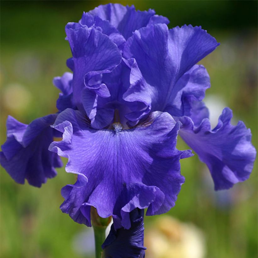 Iris germanica Yaquina Blue - Baardiris (Bloei)