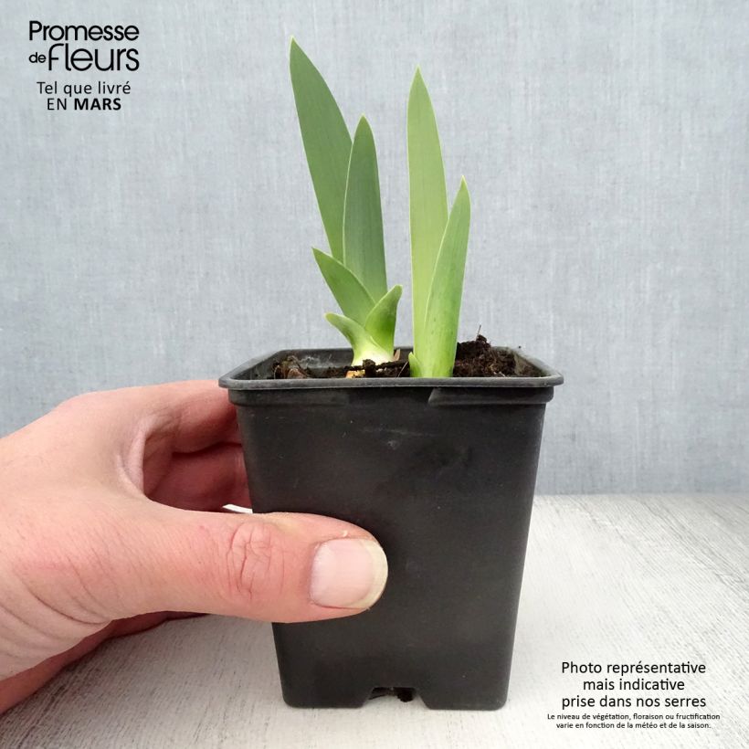 Exemplaar van Iris germanica Yaquina Blue - Baardiris Kweekpotje van 8/9 cm zoals geleverd in de lente