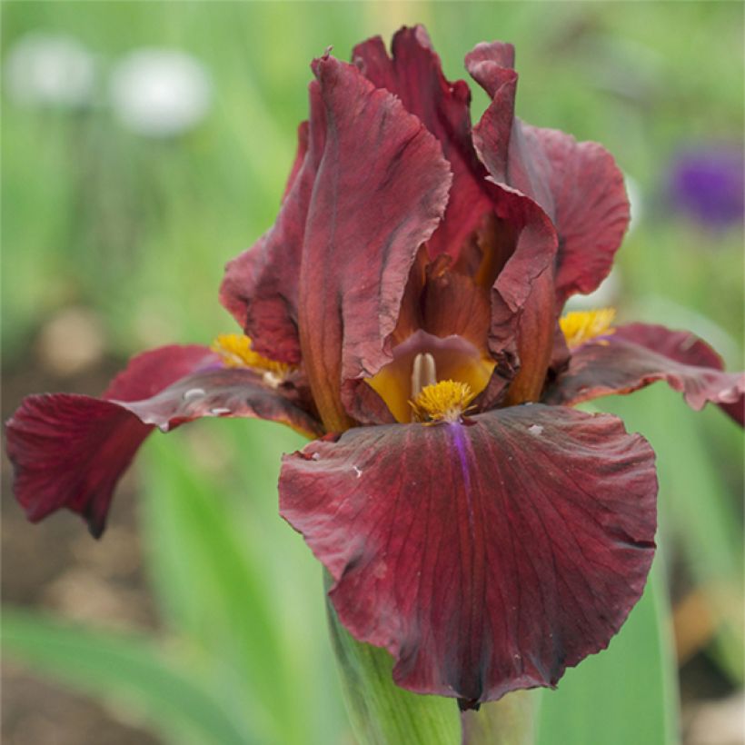 Iris germanica Young Blood - Baardiris (Bloei)