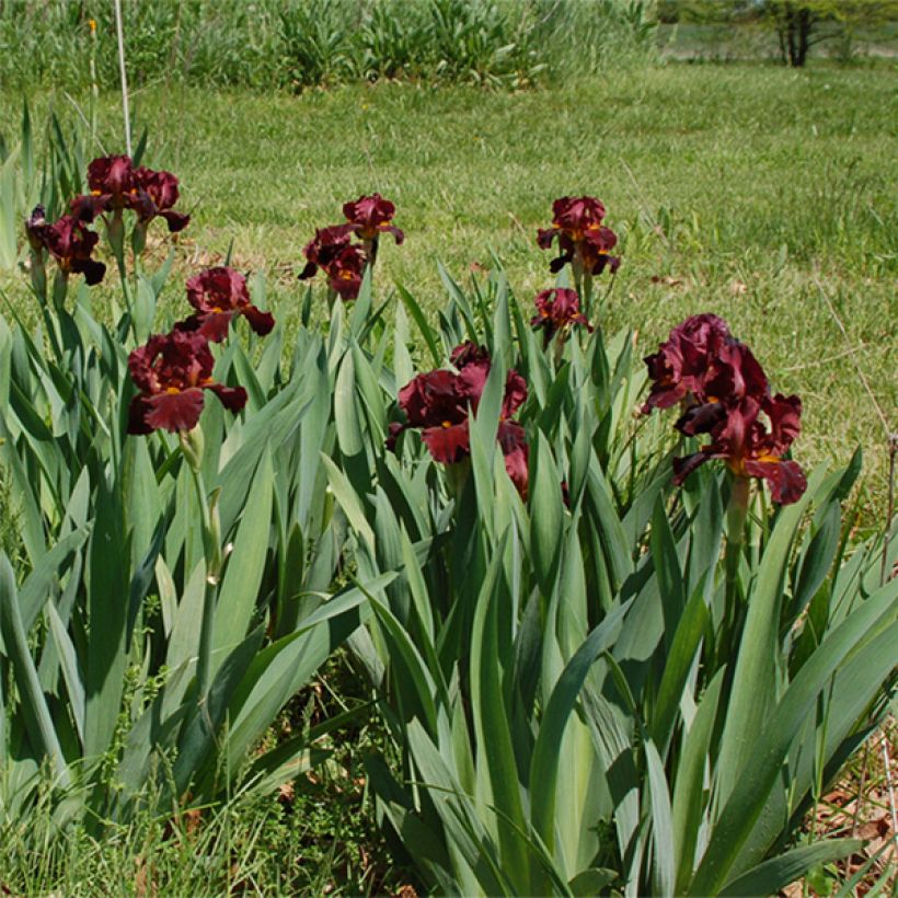 Iris germanica Young Blood - Baardiris (Groeiplaats)