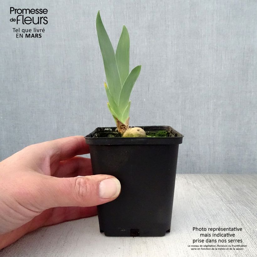 Exemplaar van Iris germanica Young Blood - Baardiris Kweekpotje van 8/9 cm zoals geleverd in de lente