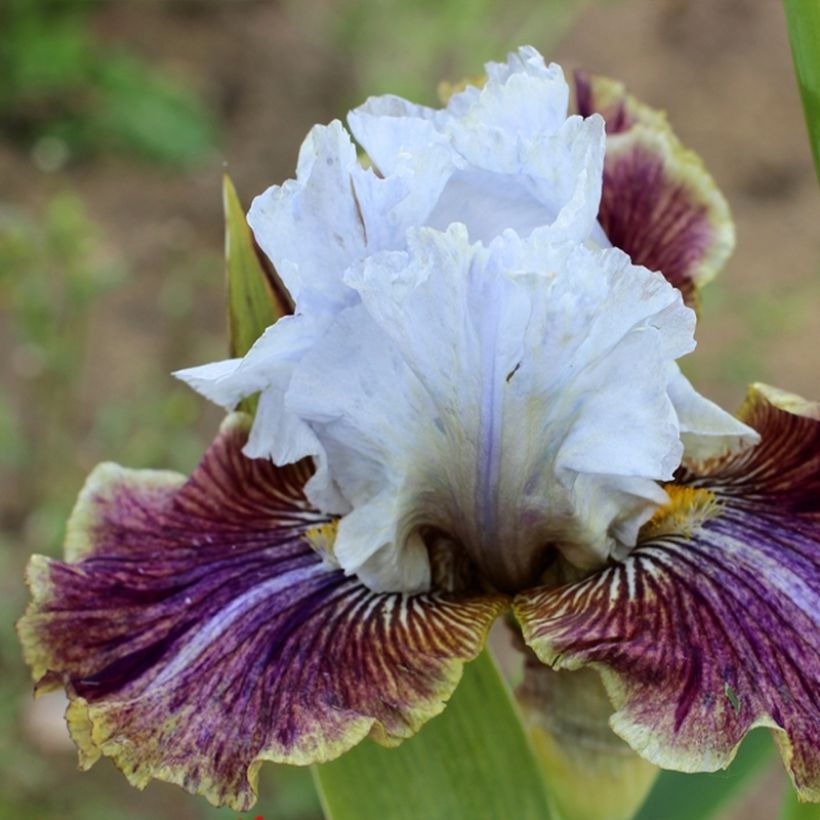 Iris germanica Coloration Végétale - Baardiris (Bloei)