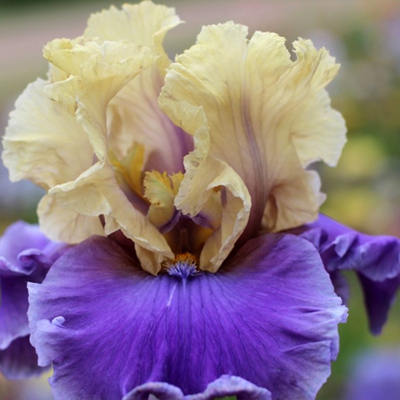 Iris germanica Guernazelle - Baardiris (Bloei)
