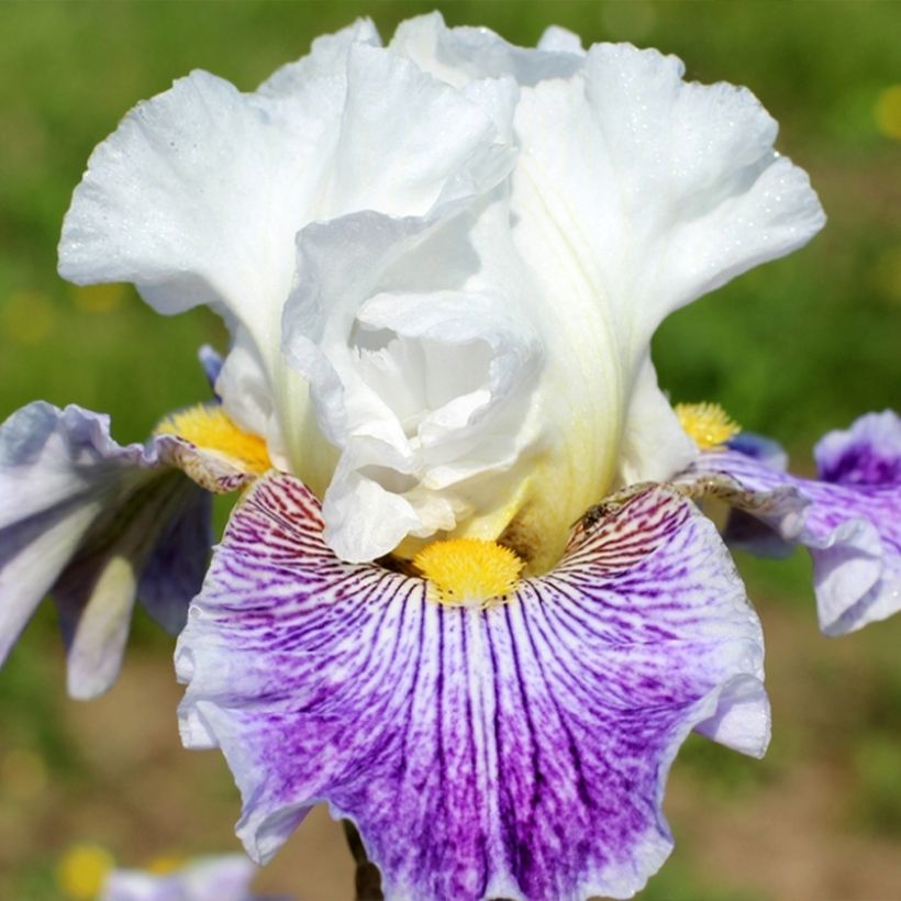 Iris germanica Palette De Peintre - Baardiris (Bloei)
