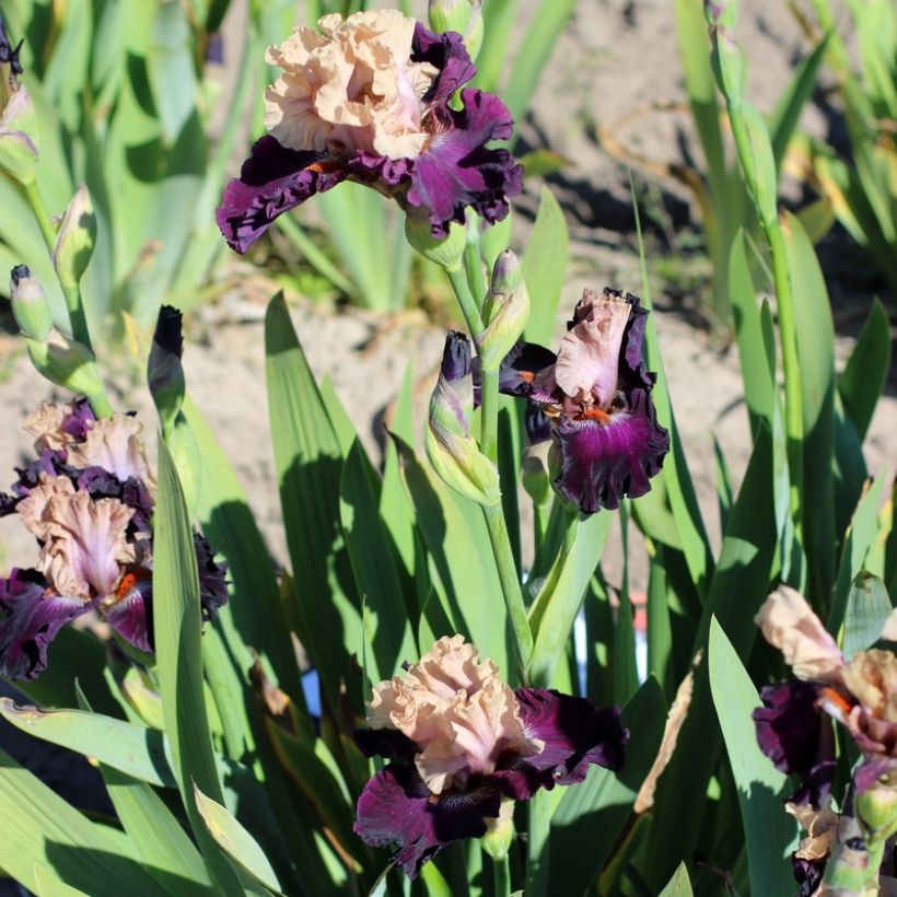 Iris germanica Sacrée Gralée - Baardiris (Groeiplaats)