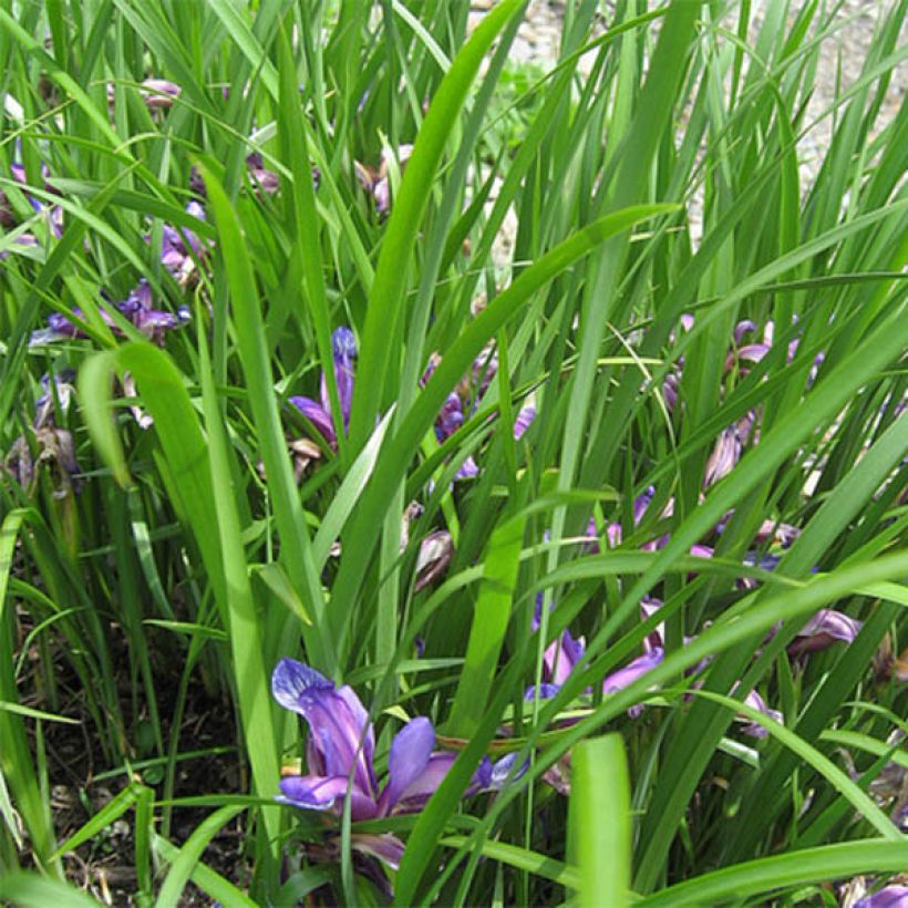 Iris graminea - Grasiris (Blad)