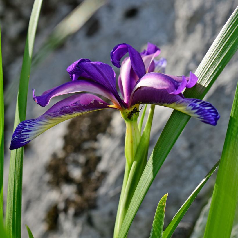 Iris graminea - Grasiris (Bloei)