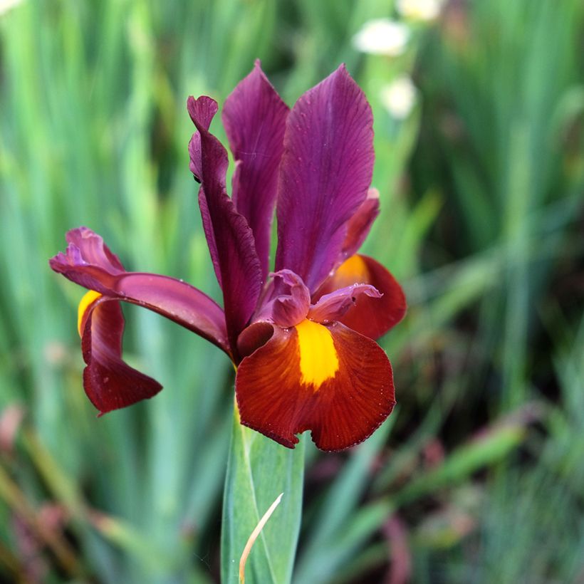 Iris hollandica Red Ember - Hollandse iris (Bloei)