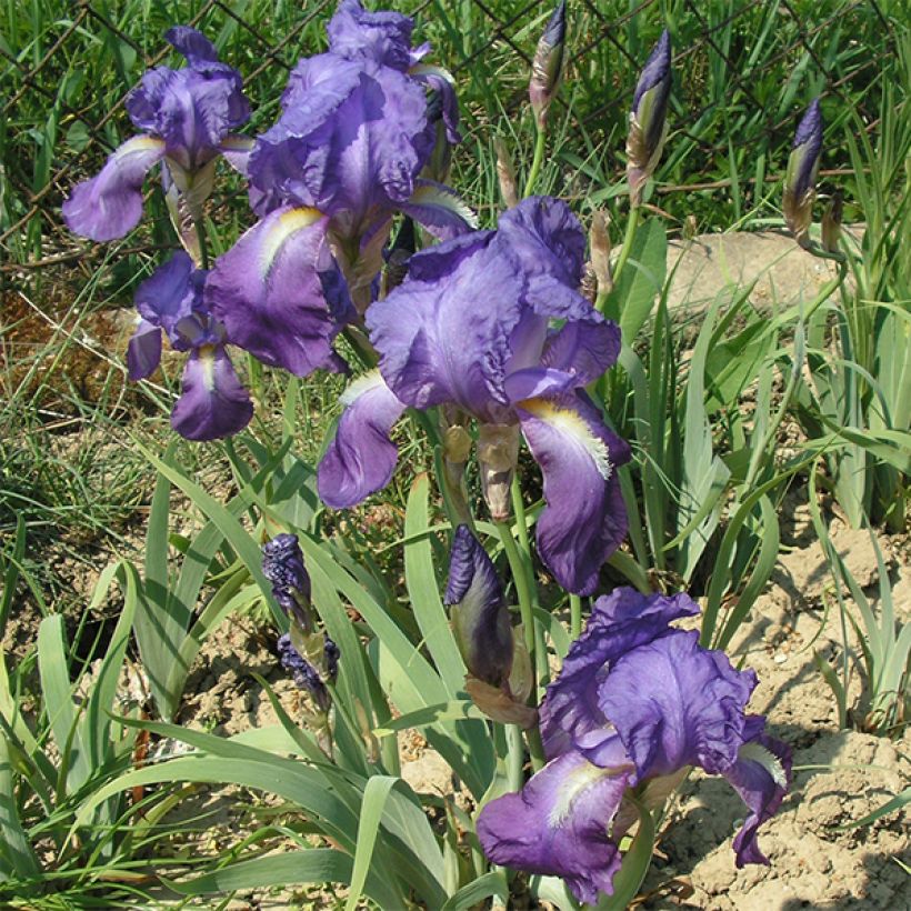 Iris illyrica - Dalmatische iris (Bloei)