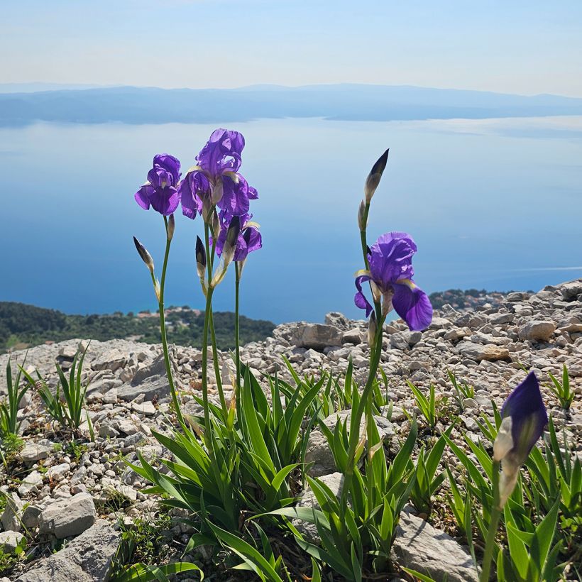 Iris illyrica - Dalmatische iris (Groeiplaats)