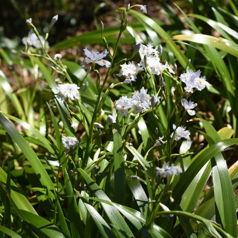 Iris japonica - Japanse iris (Groeiplaats)