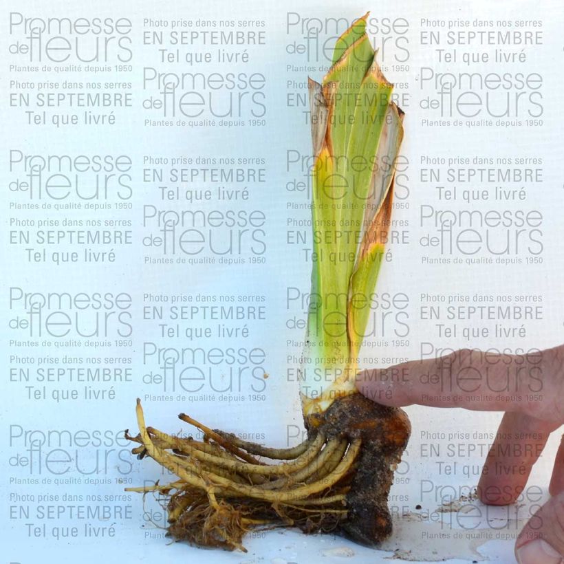 Voorbeeld van een exemplaar van Iris germanica Ruby Mine - Baardiris Kweekpotje van 8/9 cm zoals geleverd