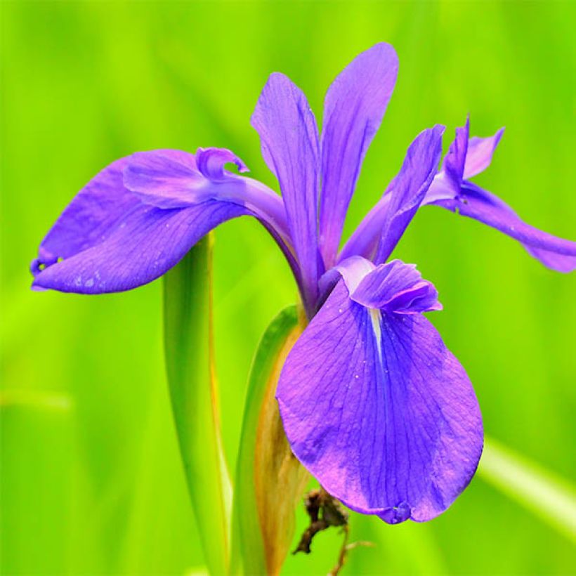 Iris laevigata - Japanse iris (Bloei)