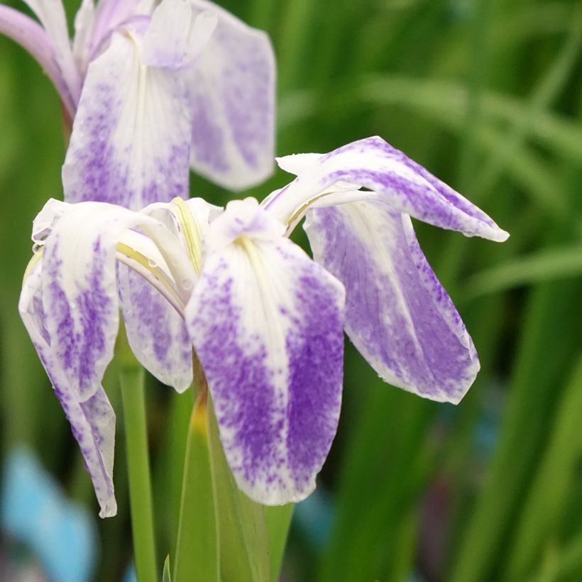 Iris laevigata Mottled Beauty - Japanse iris (Bloei)