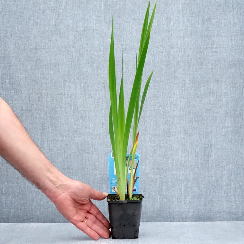 Exemplaar van Iris laevigata Mottled Beauty - Japanse iris Kweekpotje van 8/9 cm zoals geleverd in de lente