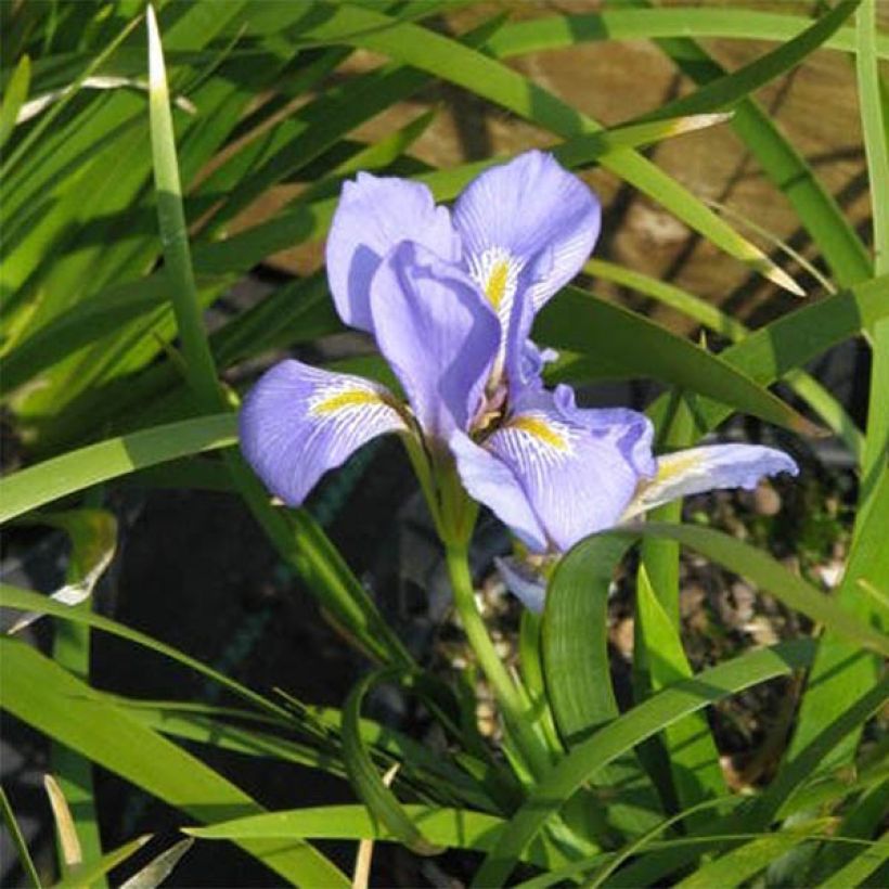 Iris lazica (Bloei)
