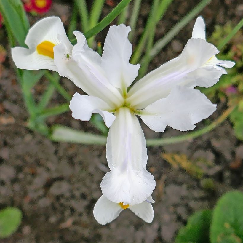 Iris magnifica alba - Juno-iris (Bloei)