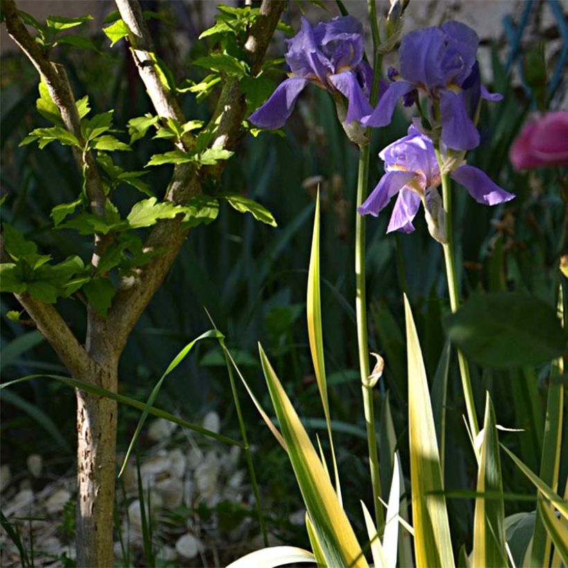 Iris pallida Variegata - Bonte iris (Groeiplaats)