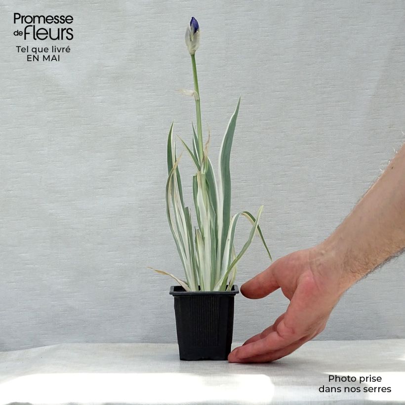 Exemplaar van Iris pallida Variegata - Bonte iris Kweekpotje van 8/9 cm zoals geleverd in de lente