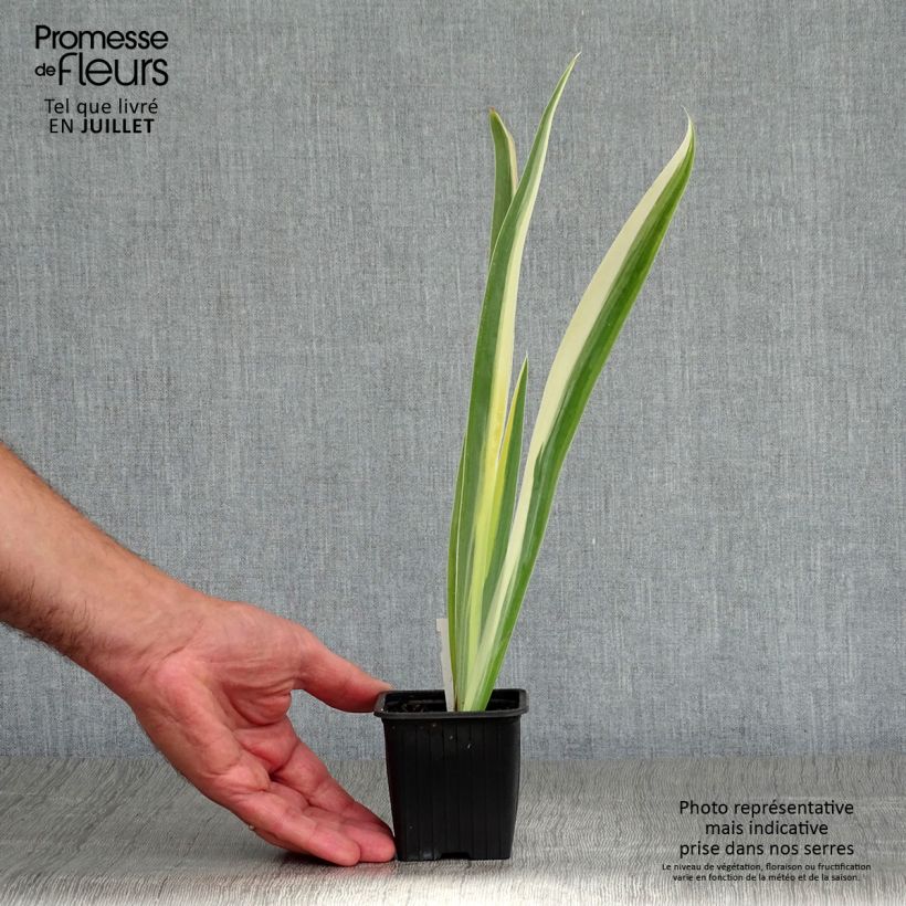 Exemplaar van Iris pallida Variegata - Bonte iris Kweekpotje van 8/9 cm zoals geleverd in de zomer