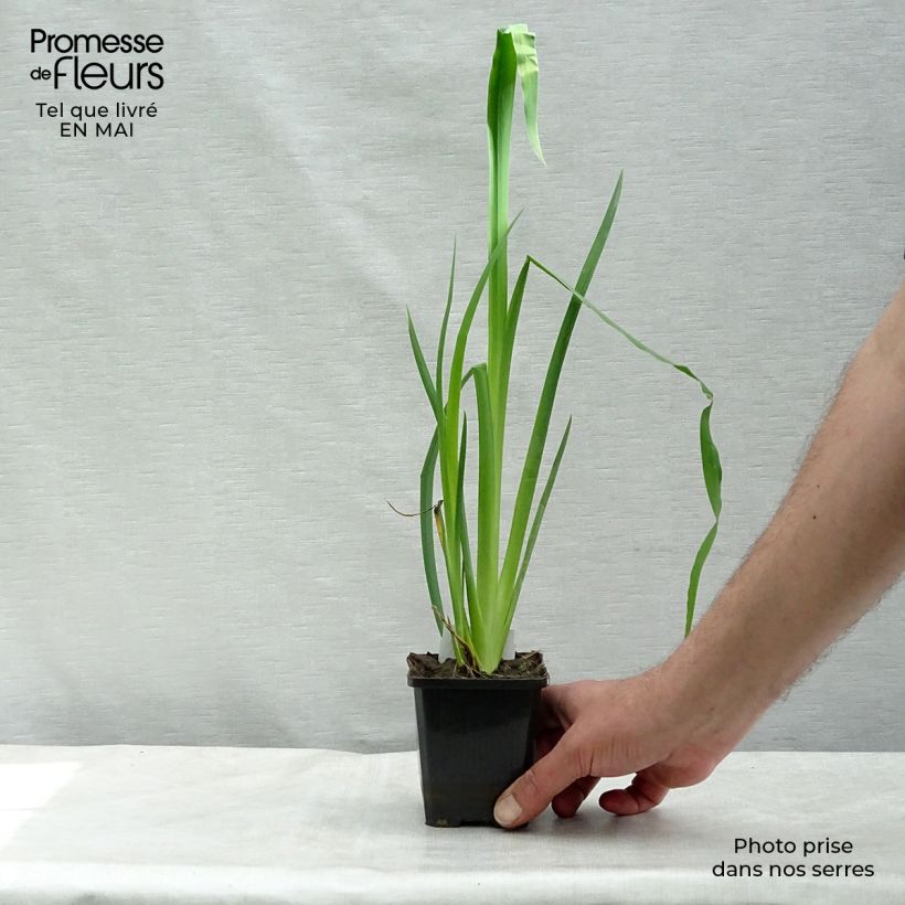 Exemplaar van Iris pseudacorus - Gele lis Kweekpotje van 8/9 cm zoals geleverd in de lente