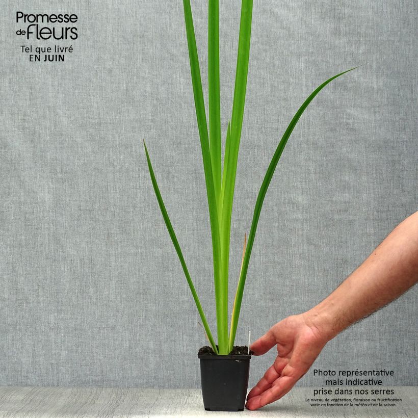 Exemplaar van Iris pseudacorus - Gele lis Kweekpotje van 8/9 cm zoals geleverd in de zomer
