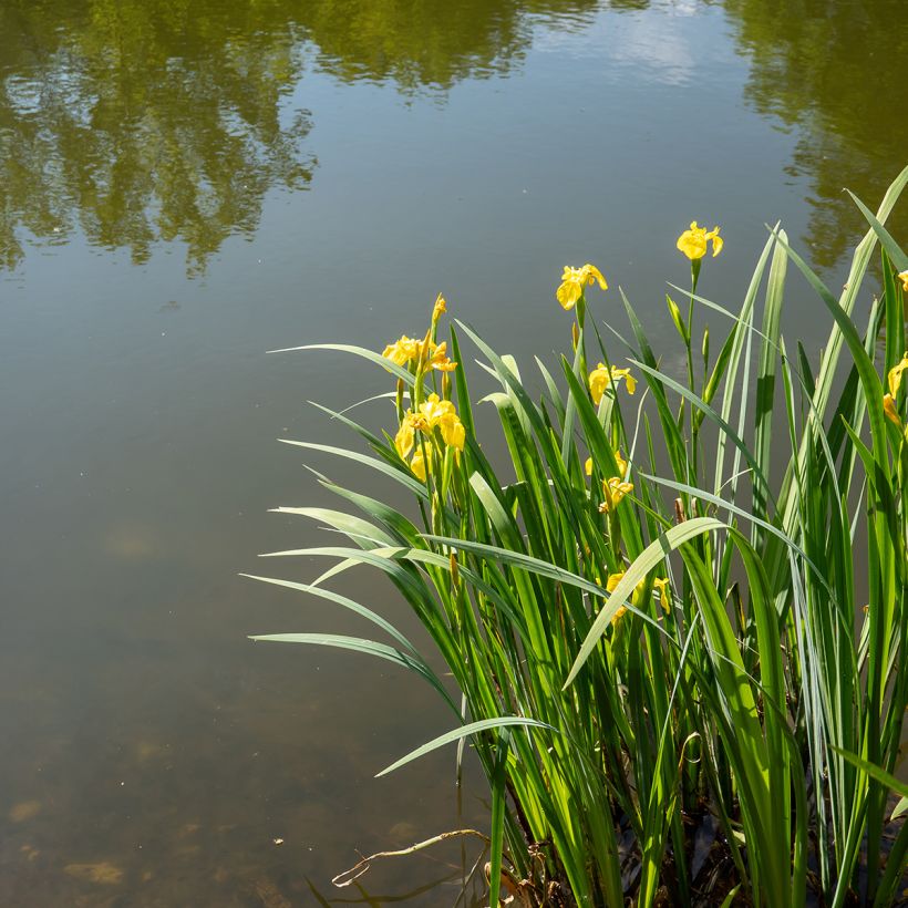 Iris pseudacorus - Gele lis (Groeiplaats)