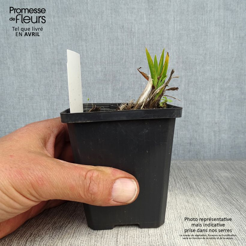 Exemplaar van Iris pseudacorus Plena - Gele lis Kweekpotje van 8/9 cm zoals geleverd in de lente