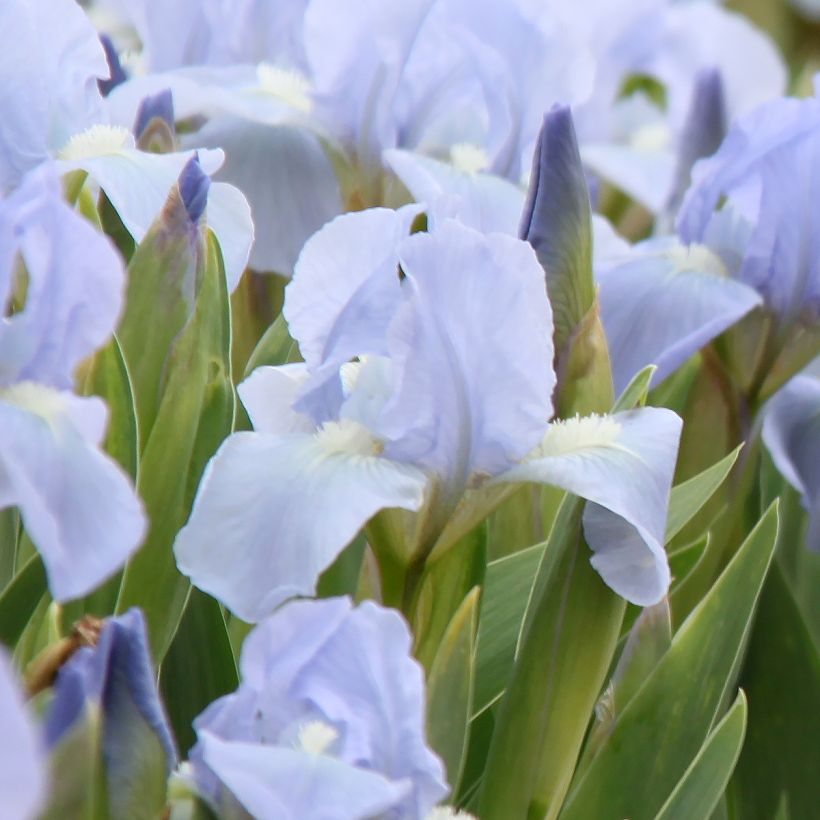 Iris pumila Azurea - dwergbaardiris (Flowering)