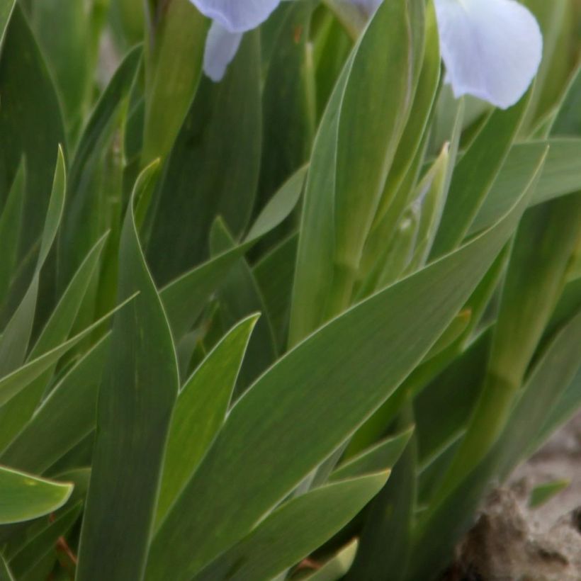 Iris pumila Blue Denim - Dwergbaardiris (Blad)