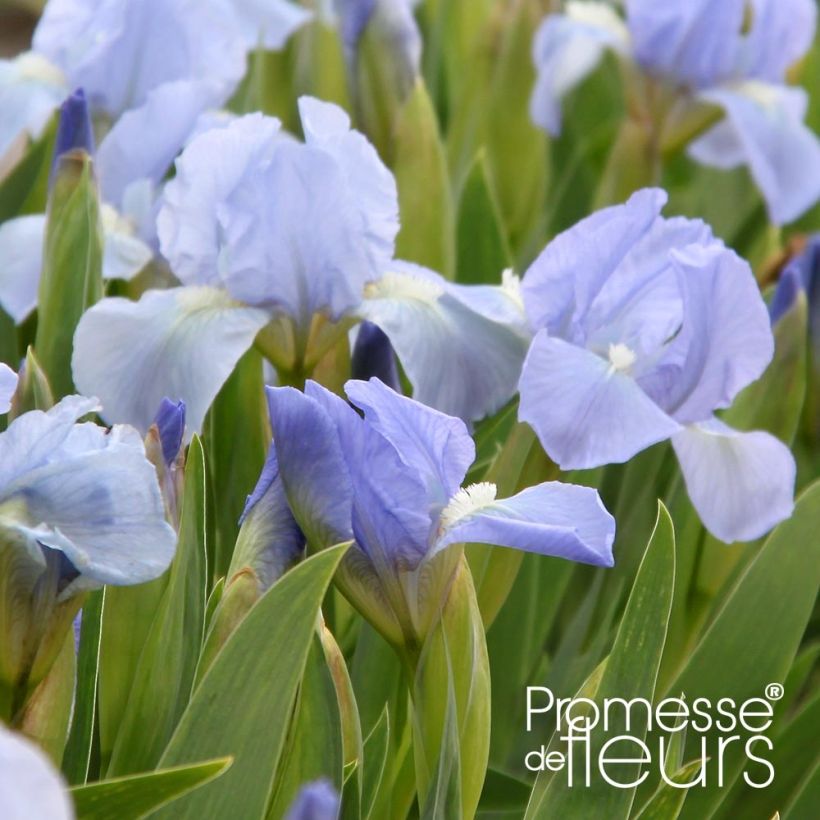 Iris pumila Blue Denim - Dwergbaardiris (Bloei)
