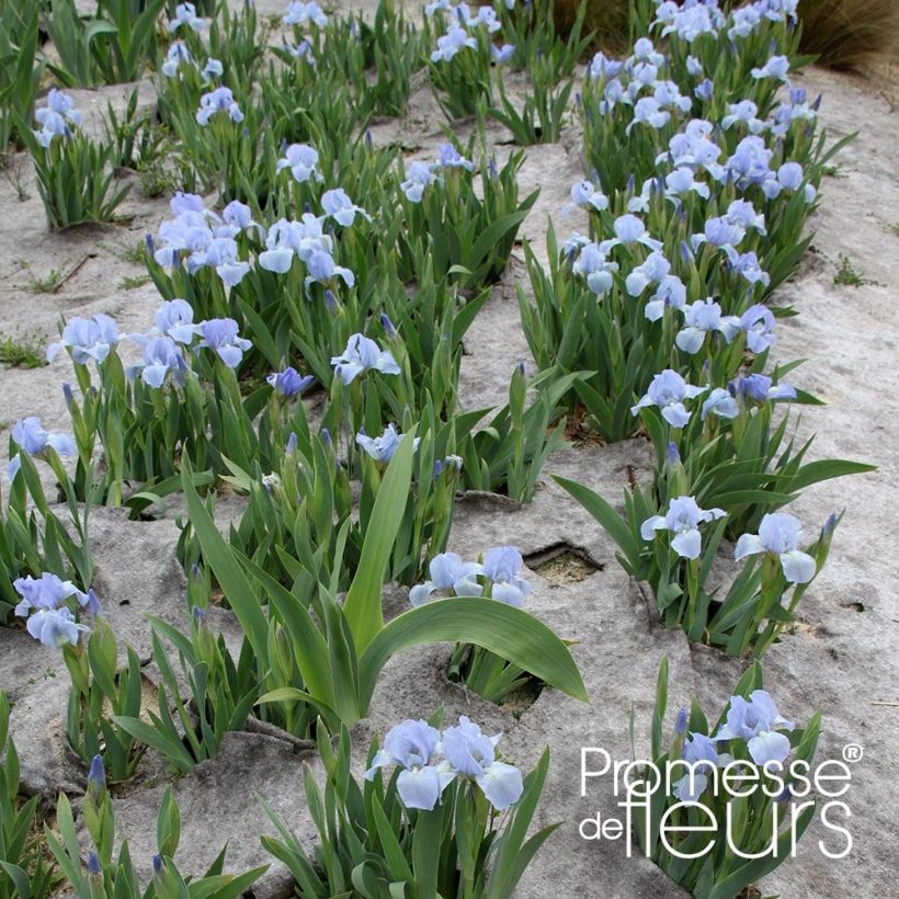 Iris pumila Blue Denim - Dwergbaardiris (Groeiplaats)