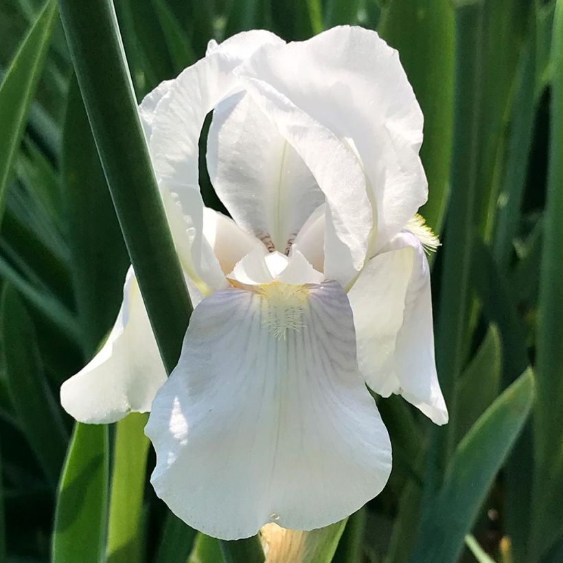 Iris pumila Bright White - Dwergbaardiris (Bloei)