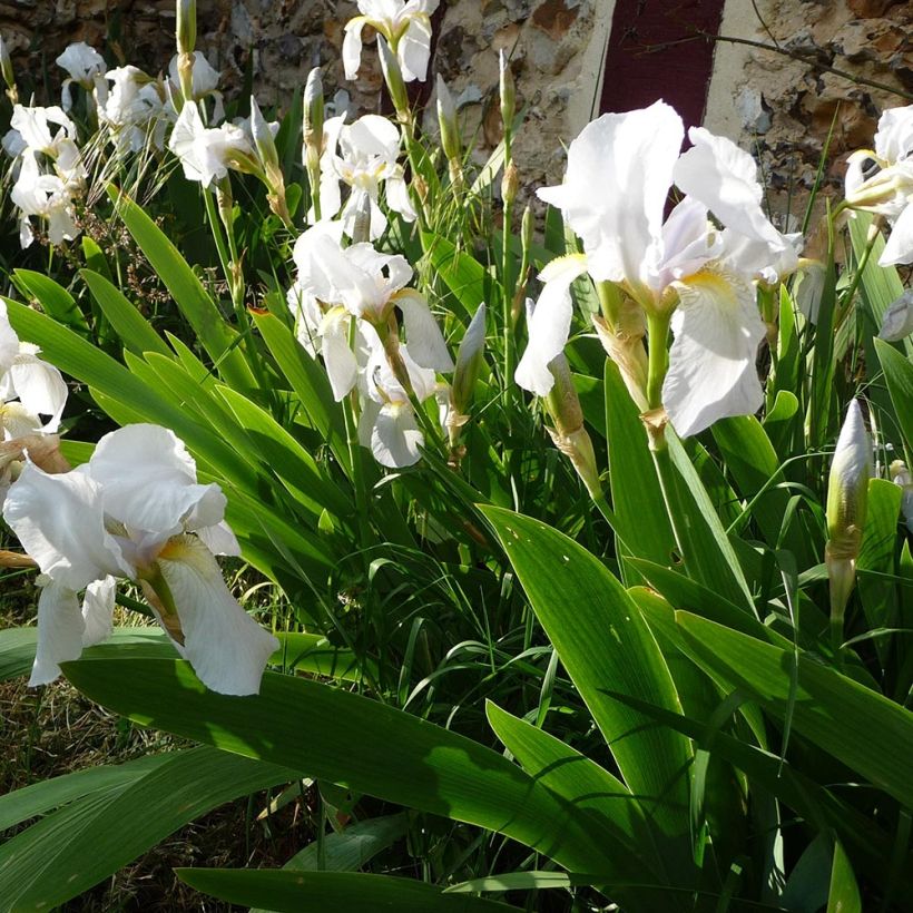 Iris pumila Bright White - Dwergbaardiris (Groeiplaats)